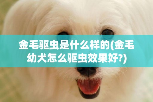 金毛驅蟲是什么樣的(金毛幼犬怎么驅蟲效果好?)