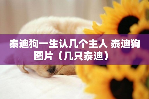 泰迪狗一生認幾個主人 泰迪狗圖片（幾只泰迪） 