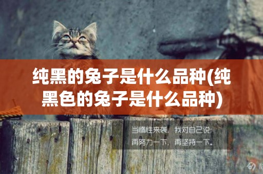 純黑的兔子是什么品種(純黑色的兔子是什么品種)