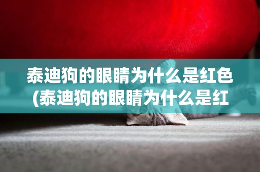 泰迪狗的眼睛為什么是紅色(泰迪狗的眼睛為什么是紅色的)