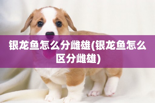 銀龍魚怎么分雌雄(銀龍魚怎么區分雌雄)