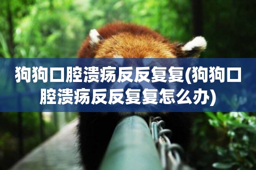 狗狗口腔潰瘍反反復復(狗狗口腔潰瘍反反復復怎么辦)
