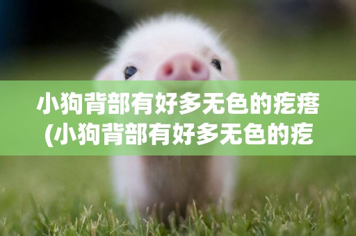 小狗背部有好多無色的疙瘩(小狗背部有好多無色的疙瘩是什么)