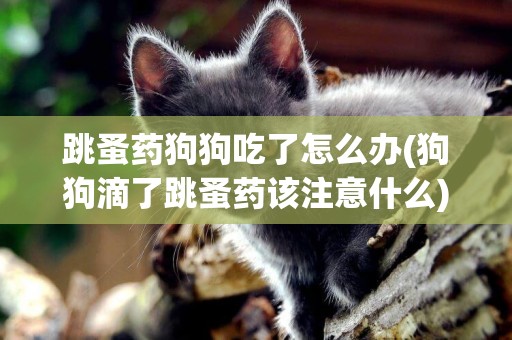 跳蚤藥狗狗吃了怎么辦(狗狗滴了跳蚤藥該注意什么)