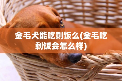 金毛犬能吃剩飯么(金毛吃剩飯會怎么樣)