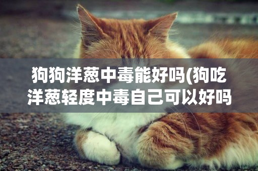 狗狗洋蔥中毒能好嗎(狗吃洋蔥輕度中毒自己可以好嗎?)