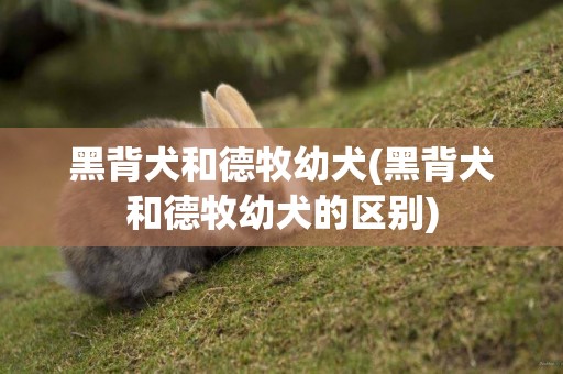 黑背犬和德牧幼犬(黑背犬和德牧幼犬的區別)