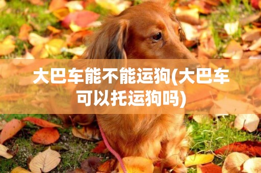 大巴車能不能運狗(大巴車可以托運狗嗎)