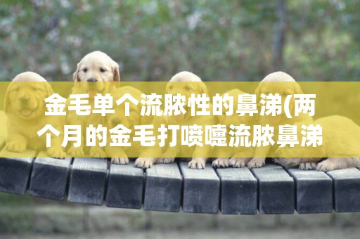 金毛單個流膿性的鼻涕(兩個月的金毛打噴嚏流膿鼻涕怎么辦)
