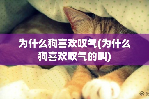 為什么狗喜歡嘆氣(為什么狗喜歡嘆氣的叫)