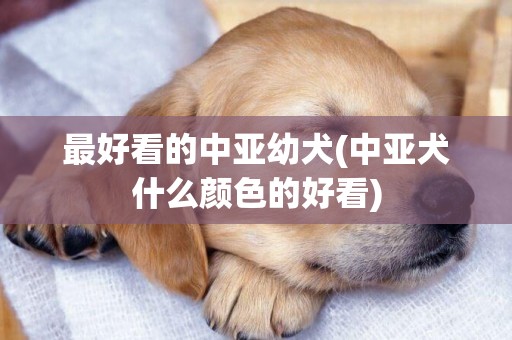 最好看的中亞幼犬(中亞犬什么顏色的好看)