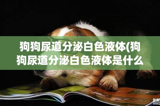 狗狗尿道分泌白色液體(狗狗尿道分泌白色液體是什么)