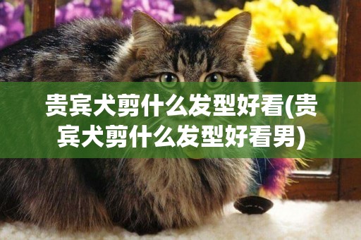 貴賓犬剪什么發型好看(貴賓犬剪什么發型好看男)