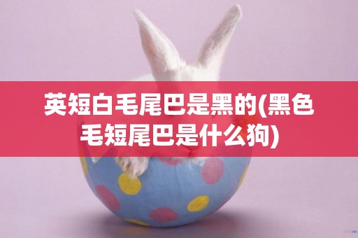 英短白毛尾巴是黑的(黑色毛短尾巴是什么狗)