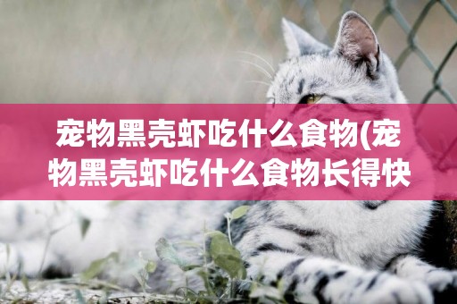寵物黑殼蝦吃什么食物(寵物黑殼蝦吃什么食物長得快)