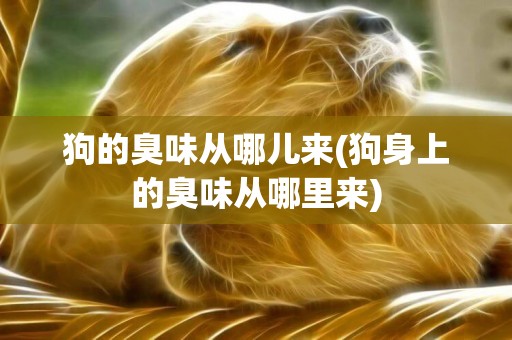 狗的臭味從哪兒來(狗身上的臭味從哪里來)