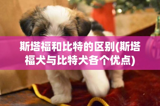 斯塔福和比特的區別(斯塔福犬與比特犬各個優點)