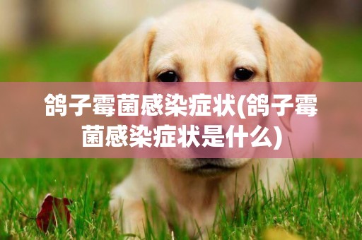 鴿子霉菌感染癥狀(鴿子霉菌感染癥狀是什么)