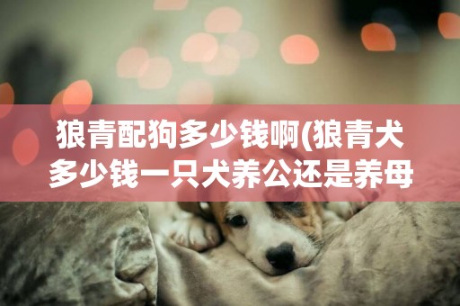 狼青配狗多少錢啊(狼青犬多少錢一只犬養公還是養母)