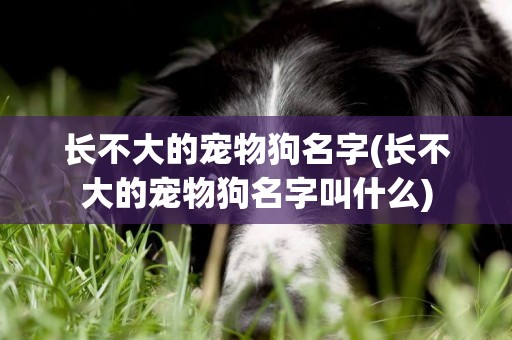 長不大的寵物狗名字(長不大的寵物狗名字叫什么)