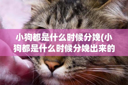 小狗都是什么時候分娩(小狗都是什么時候分娩出來的)