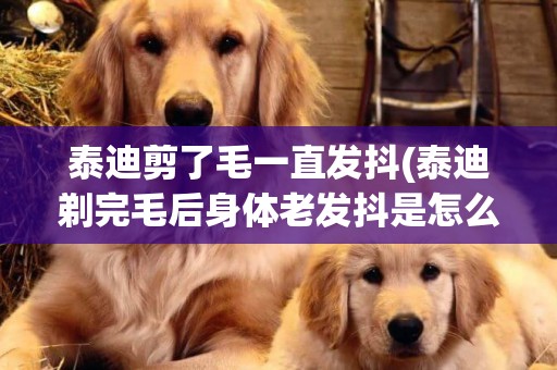 泰迪剪了毛一直發抖(泰迪剃完毛后身體老發抖是怎么回事)