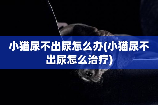 小貓尿不出尿怎么辦(小貓尿不出尿怎么治療)