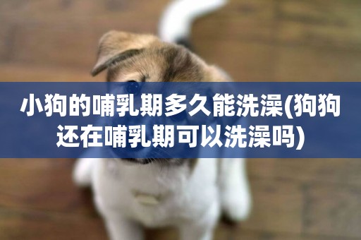 小狗的哺乳期多久能洗澡(狗狗還在哺乳期可以洗澡嗎)