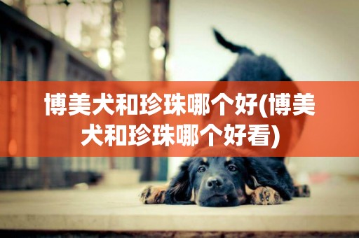 博美犬和珍珠哪個好(博美犬和珍珠哪個好看)