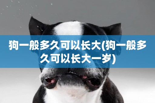 狗一般多久可以長大(狗一般多久可以長大一歲)
