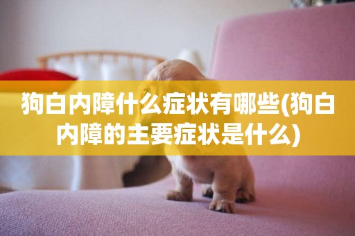 狗白內障什么癥狀有哪些(狗白內障的主要癥狀是什么)