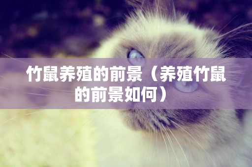竹鼠養殖的前景（養殖竹鼠的前景如何） 