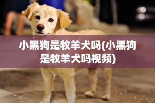 小黑狗是牧羊犬嗎(小黑狗是牧羊犬嗎視頻)