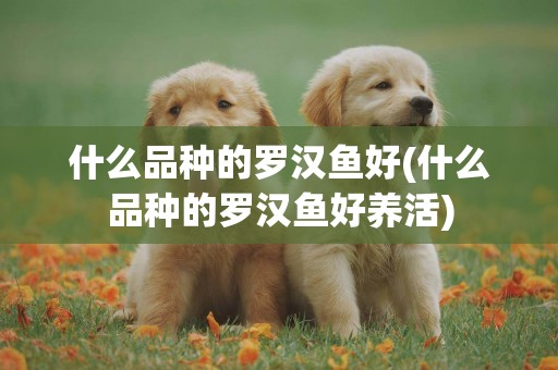 什么品種的羅漢魚好(什么品種的羅漢魚好養活)