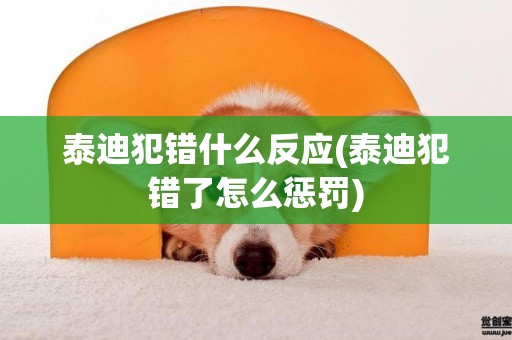泰迪犯錯什么反應(泰迪犯錯了怎么懲罰)