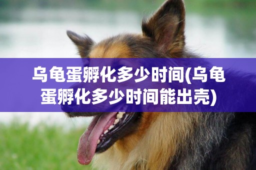 烏龜蛋孵化多少時間(烏龜蛋孵化多少時間能出殼)
