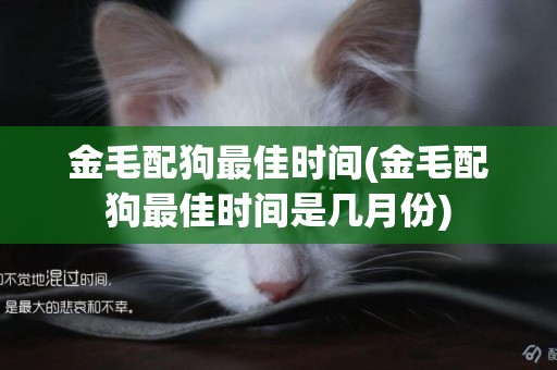 金毛配狗最佳時間(金毛配狗最佳時間是幾月份)