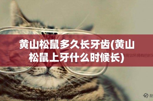 黃山松鼠多久長牙齒(黃山松鼠上牙什么時候長)