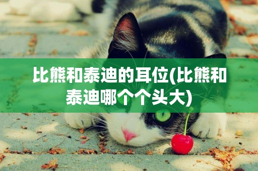 比熊和泰迪的耳位(比熊和泰迪哪個個頭大)