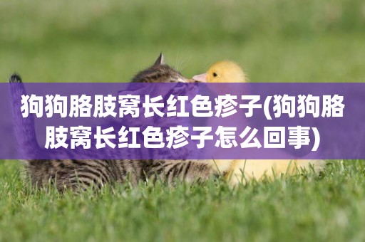 狗狗胳肢窩長紅色疹子(狗狗胳肢窩長紅色疹子怎么回事)