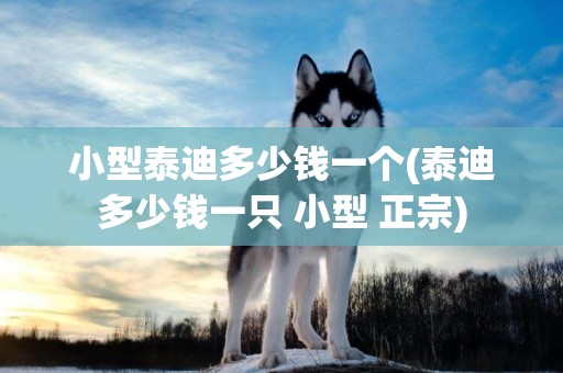 小型泰迪多少錢一個(泰迪多少錢一只 小型 正宗)