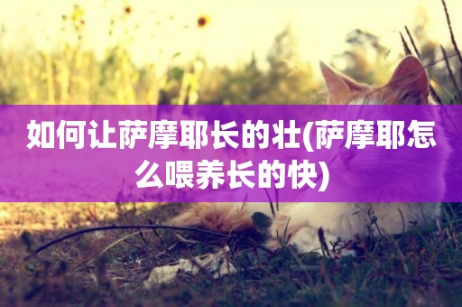 如何讓薩摩耶長的壯(薩摩耶怎么喂養長的快)