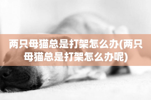兩只母貓總是打架怎么辦(兩只母貓總是打架怎么辦呢)