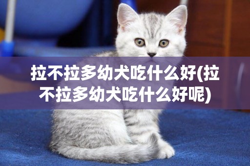 拉不拉多幼犬吃什么好(拉不拉多幼犬吃什么好呢)