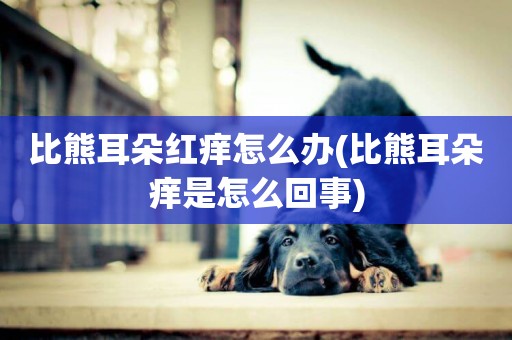 比熊耳朵紅癢怎么辦(比熊耳朵癢是怎么回事)