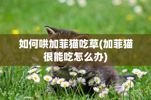 如何哄加菲貓吃草(加菲貓很能吃怎么辦)