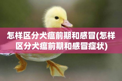 怎樣區分犬瘟前期和感冒(怎樣區分犬瘟前期和感冒癥狀)