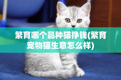 繁育哪個品種貓掙錢(繁育寵物貓生意怎么樣)