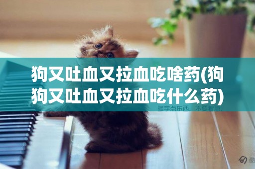 狗又吐血又拉血吃啥藥(狗狗又吐血又拉血吃什么藥)