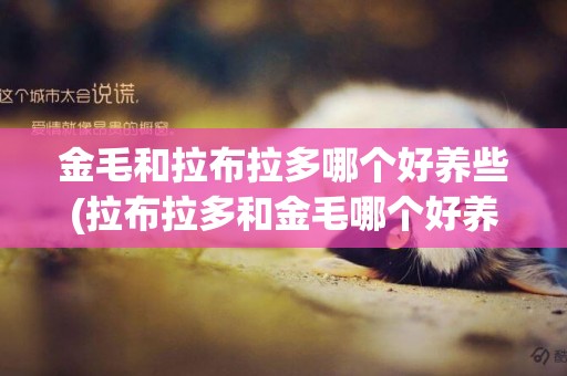 金毛和拉布拉多哪個好養些(拉布拉多和金毛哪個好養一點)